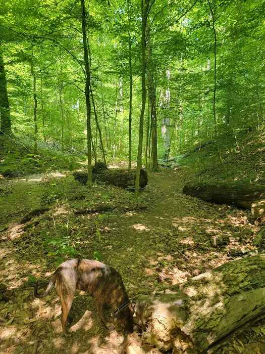 Lake Alma State Park Campground Picture 4