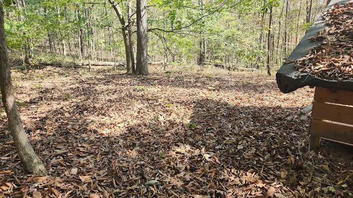 Trothwood Forest Picture 8