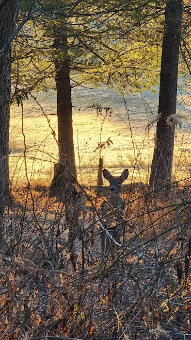 Trothwood Forest Picture 9