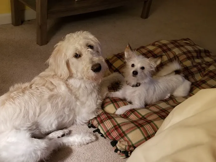 Blueberry Hill Picture 1