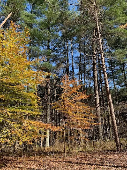 Dry Creek Pines Picture 6