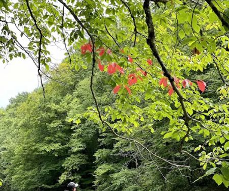 Baber Mountain Retreat