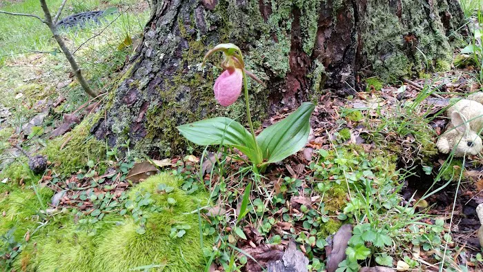 Mohawk Campground Picture 4