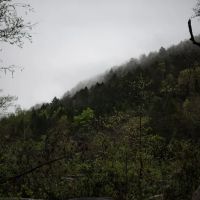 Tawney Farm, LLC ico