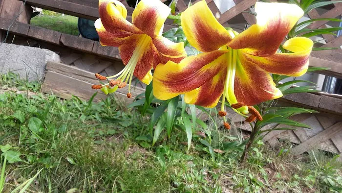 Izaak Walton League Campground1 Picture 1