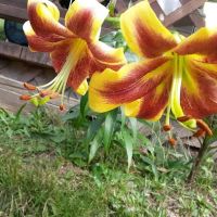 Izaak Walton League Campground1 ico