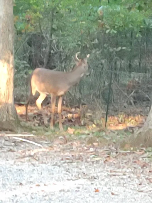 Cedar Cove Campground Picture 9