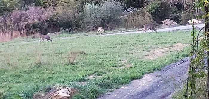 Blank Slate Virginia Picture 5