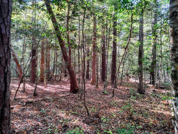 Neuse River Recreation Area Picture 1
