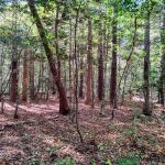 Neuse River Recreation Area