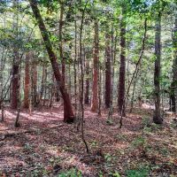 Neuse River Recreation Area ico
