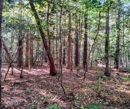 Neuse River Recreation Area