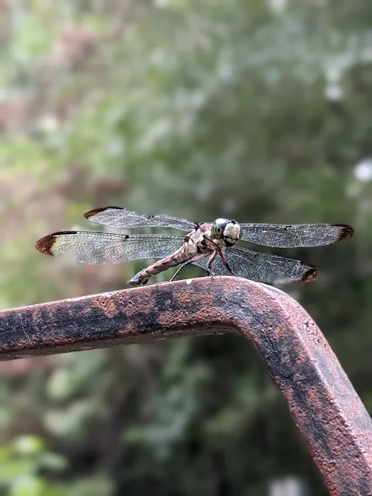 Dragonfly Trail Picture 1