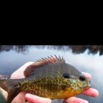 Hidden Hideaway Campground & Marina