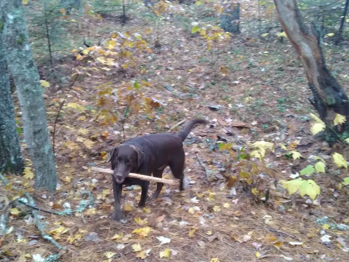 Downeast Wilderness Experience Picture 9