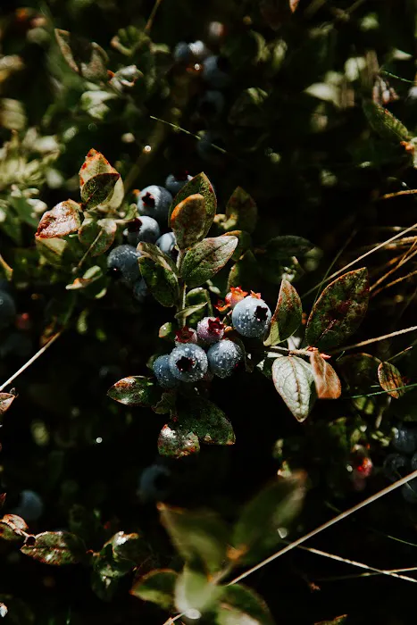 Smithereen Farm Blueberry Land (U-Pick and Camping) Picture 1
