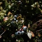 Smithereen Farm Blueberry Land (U-Pick and Camping)