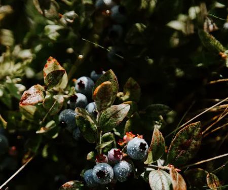 Smithereen Farm Blueberry Land (U-Pick and Camping)