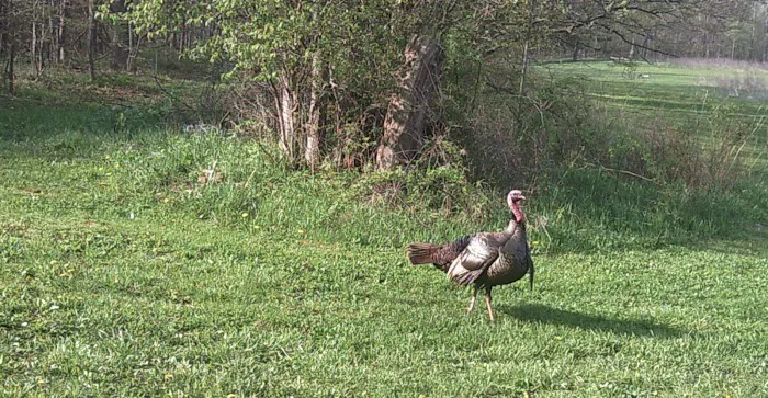 Grins & Pickin's CampFarm LLC Picture 4