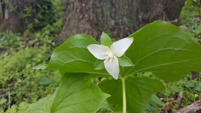 Grins & Pickin's CampFarm LLC Picture 8