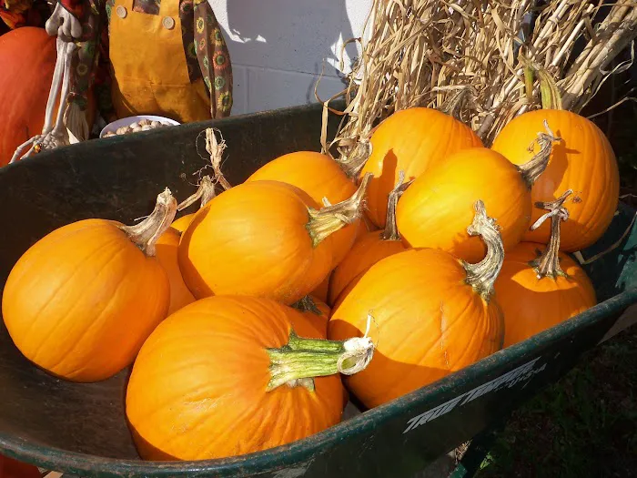 Grins & Pickin's CampFarm LLC Picture 3