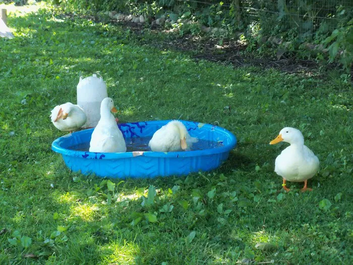 Grins & Pickin's CampFarm LLC Picture 6