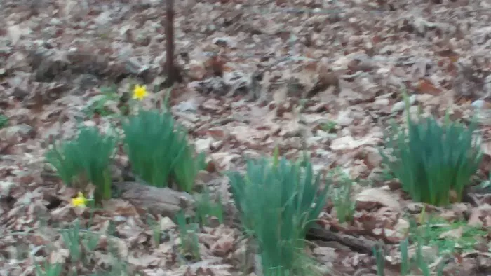 Rocky Creek Campground Picture 4