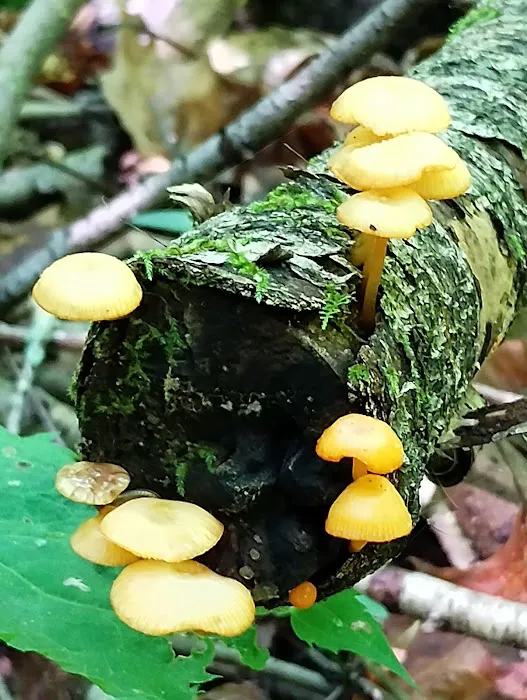 Kanawha State Forest Group Campsite Picture 2