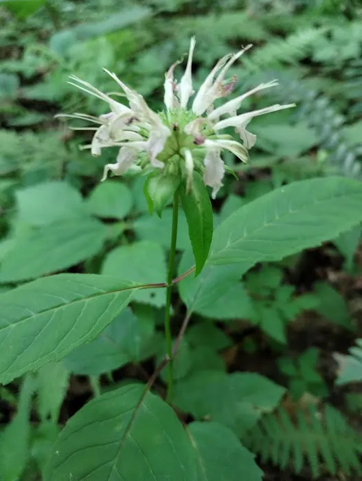 Kanawha State Forest Group Campsite Picture 1
