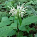 Kanawha State Forest Group Campsite