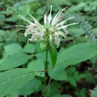 Kanawha State Forest Group Campsite ico