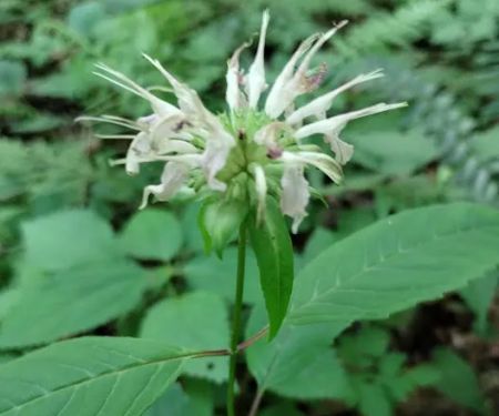 Kanawha State Forest Group Campsite