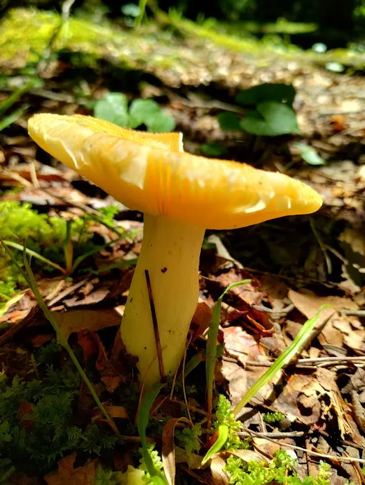 Kanawha State Forest Group Campsite Picture 3