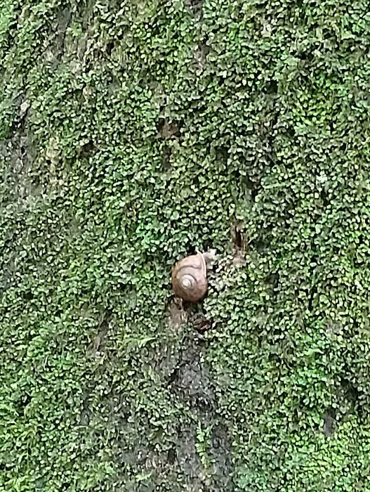 Kanawha State Forest Group Campsite Picture 4