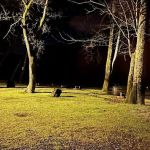 New River Campground Inc.