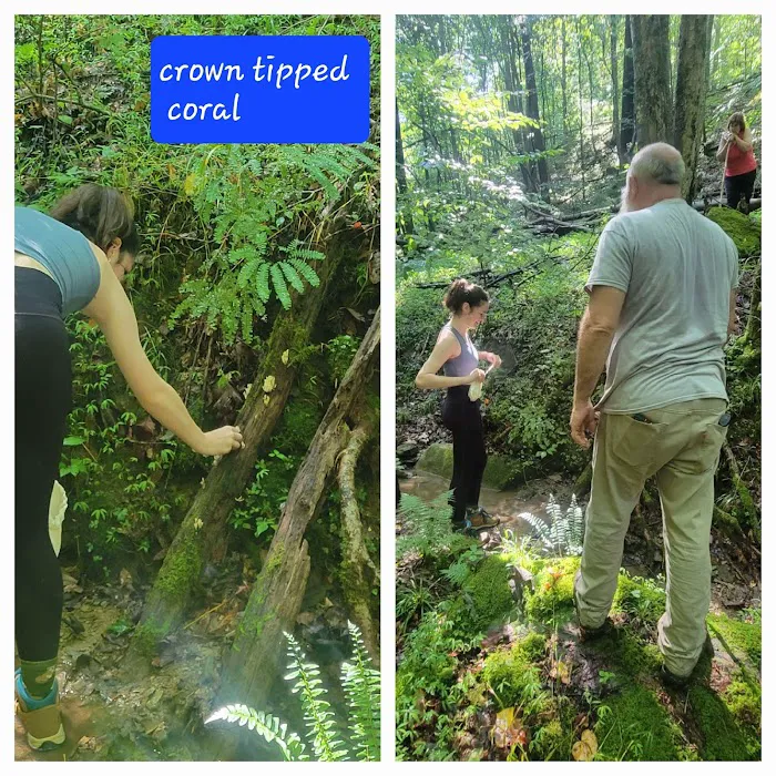 Bear Cave Camp Picture 8