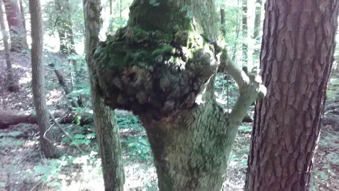 Camp Arrowhead BSA Picture 8