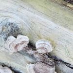 Walters Properties Campground