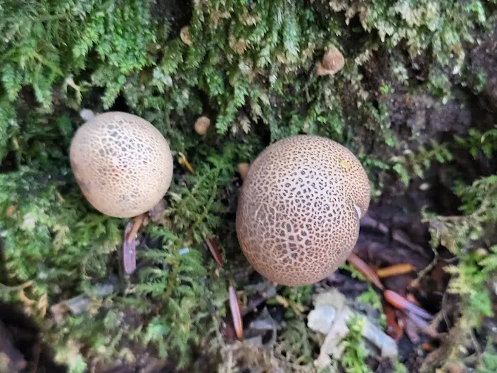 Rock Stalls Lodge Picture 4