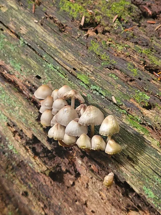 Rock Stalls Lodge Picture 5