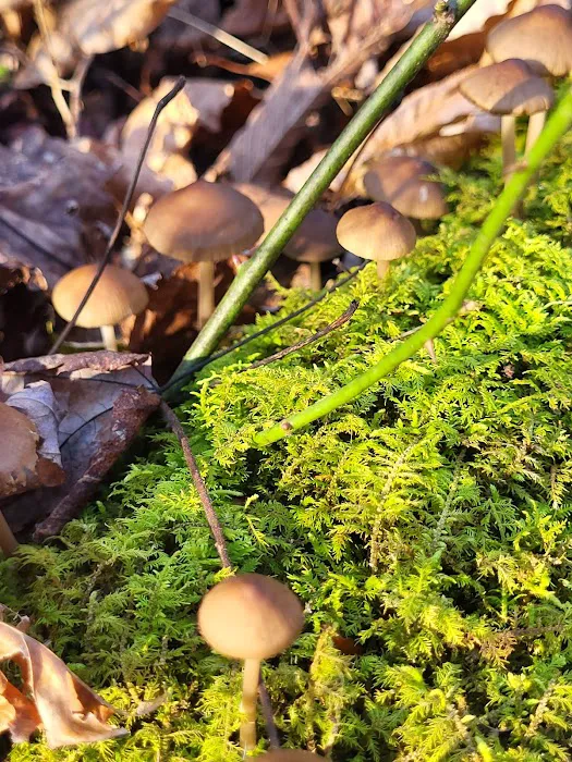 Rock Stalls Lodge Picture 2