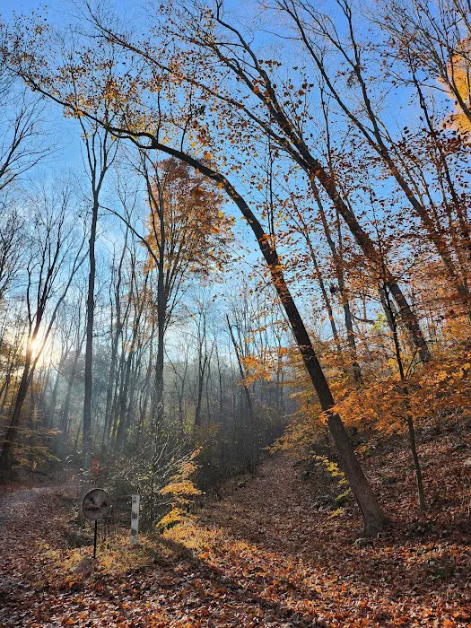 Lazy Ferret Glamping Picture 4