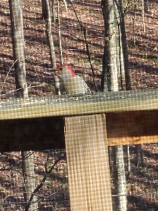 Tuscany Tree House Picture 2
