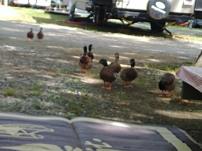 Hidden Lake Campgrounds Picture 6