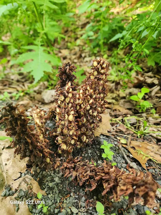 River's Edge Trail Camp Picture 4