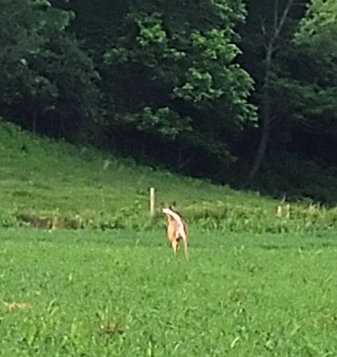 River Junction Campground and Canoeing Picture 7