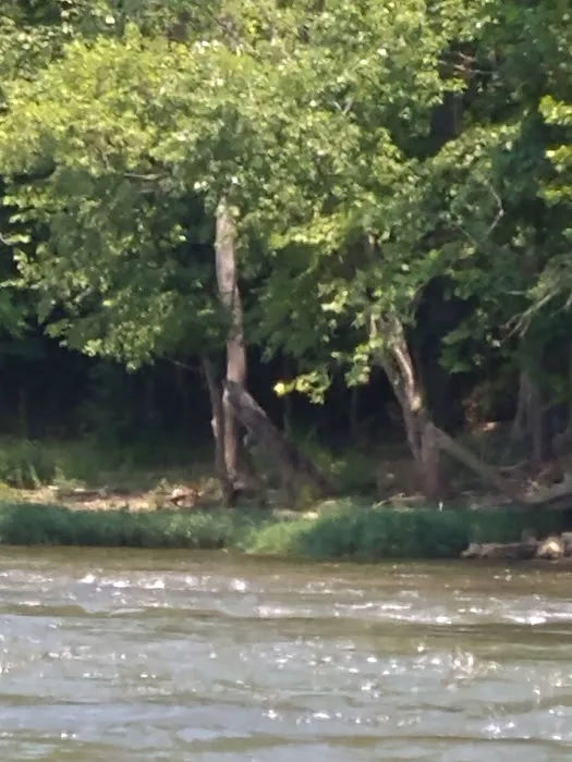 River Junction Campground and Canoeing Picture 10