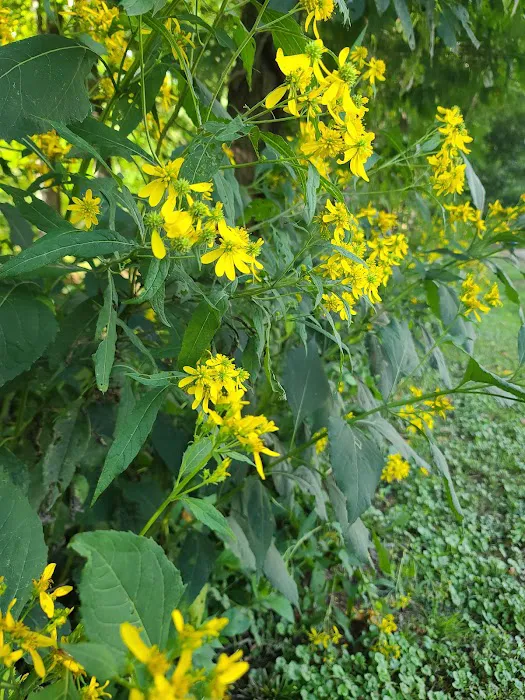 Foster Falls Campground Picture 5