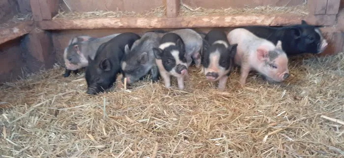 Papa's Farm Picture 8