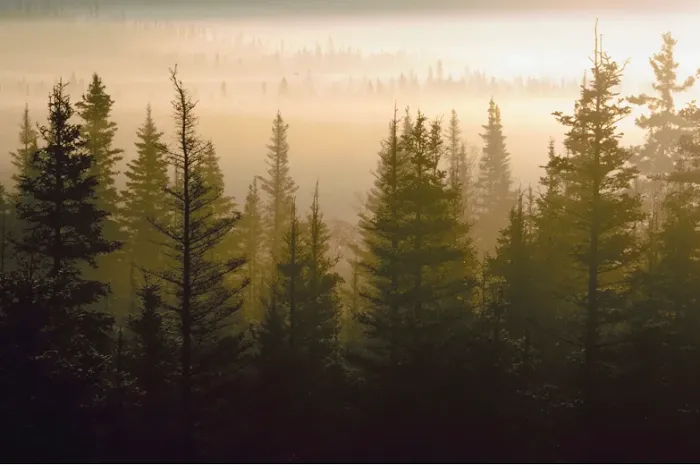 Chestnut Creek Cabins Picture 3